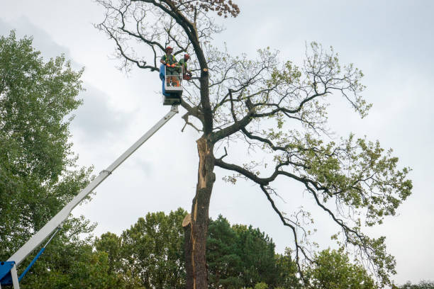 Bon Aqua Junction, TN Tree Removal Services Company