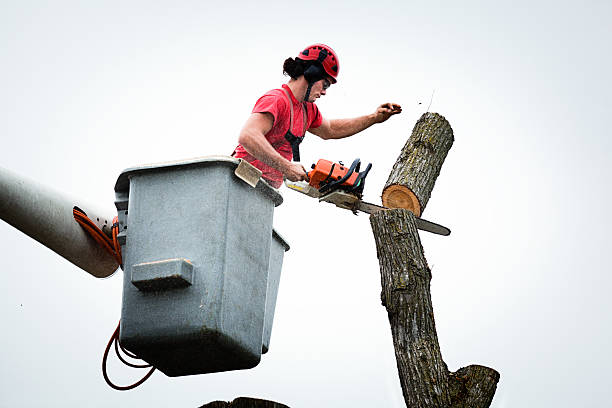 How Our Tree Care Process Works  in  Bon Aqua Junction, TN